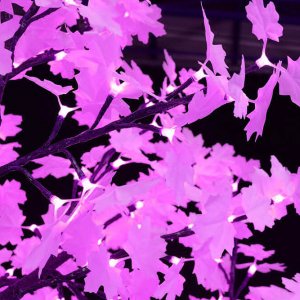 violet-maple