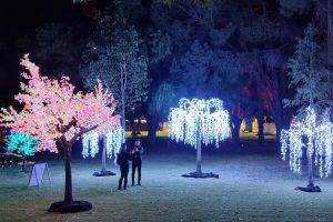 Luxtree LED trees 