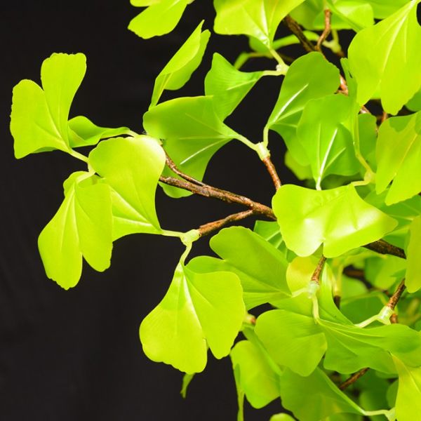 4.3m Signature Ginkgo Leaf Tree