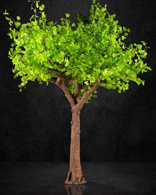 4.3m Signature Ginkgo Leaf Tree