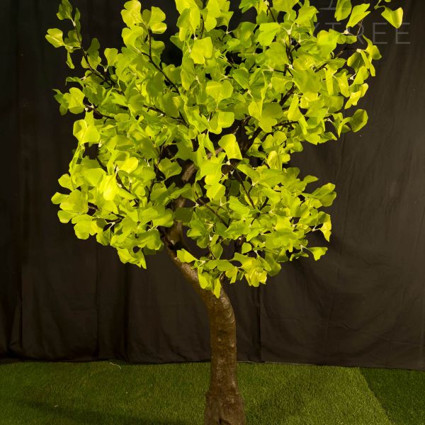2m-Green-Leaf-Ginkgo-Tree-10